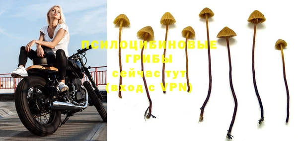 PSILOCYBIN Киренск
